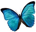 Leitlinie FEM - Schmetterling-Logo